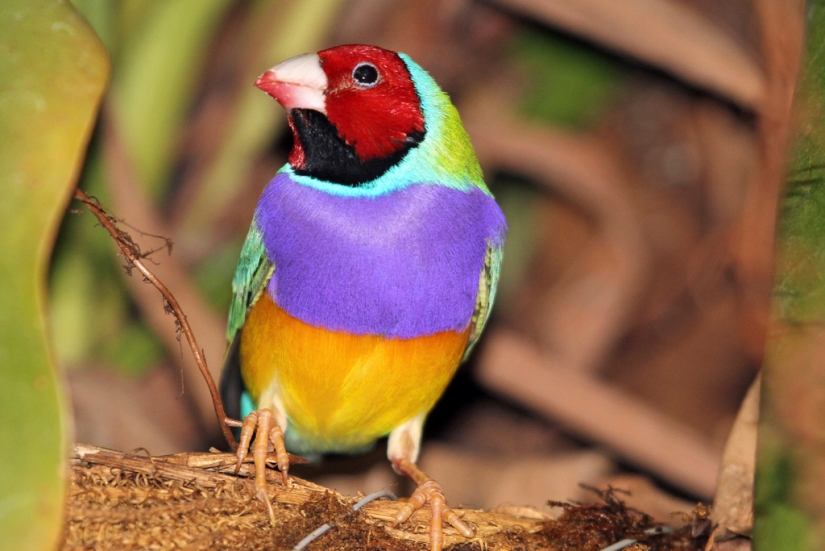Los pinzones de Gould son una de las aves más brillantes y hermosas.