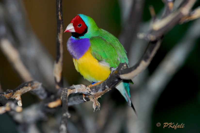 Los pinzones de Gould son una de las aves más brillantes y hermosas.