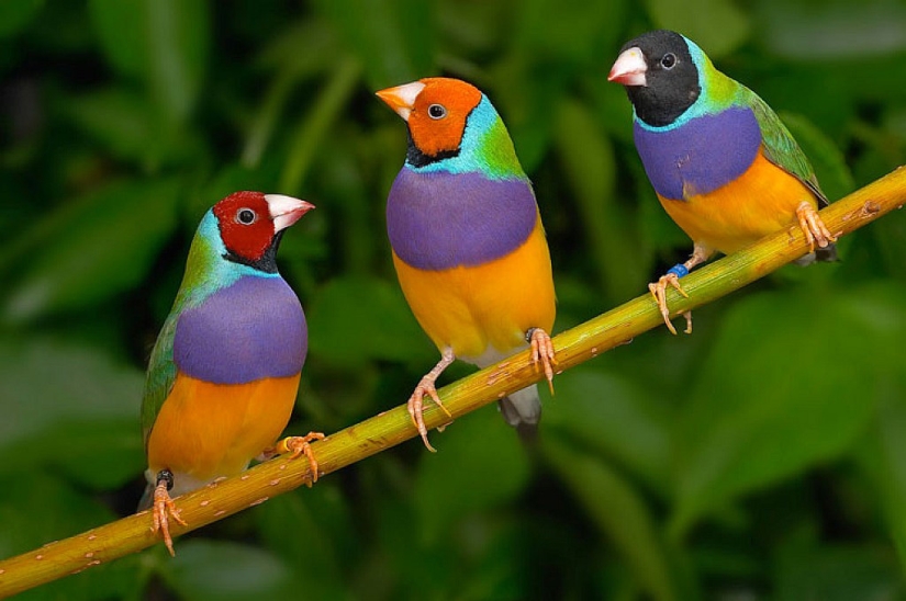 Los pinzones de Gould son una de las aves más brillantes y hermosas.