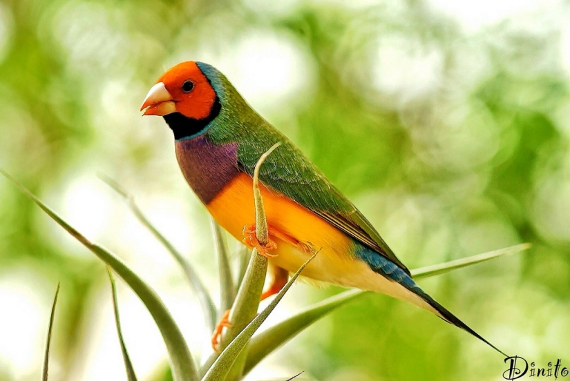 Los pinzones de Gould son una de las aves más brillantes y hermosas.