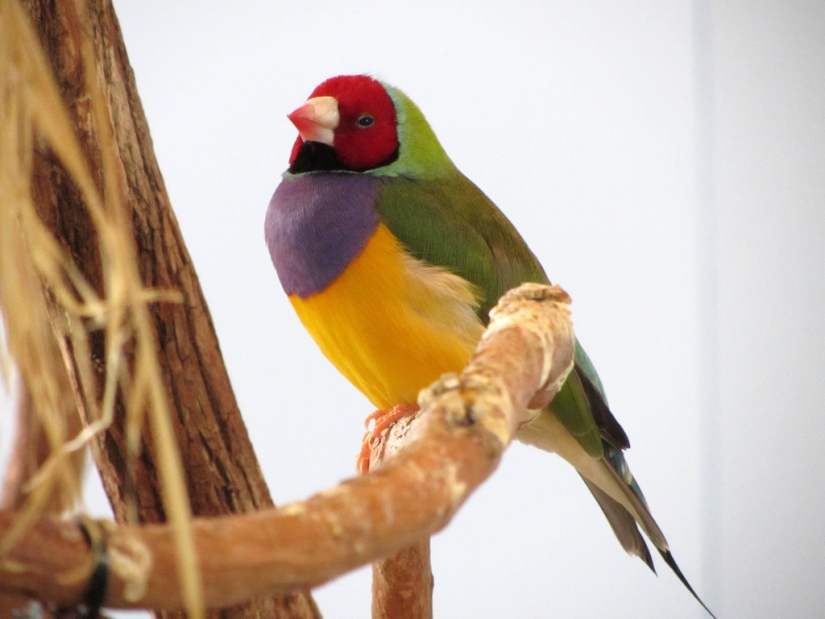 Los pinzones de Gould son una de las aves más brillantes y hermosas.