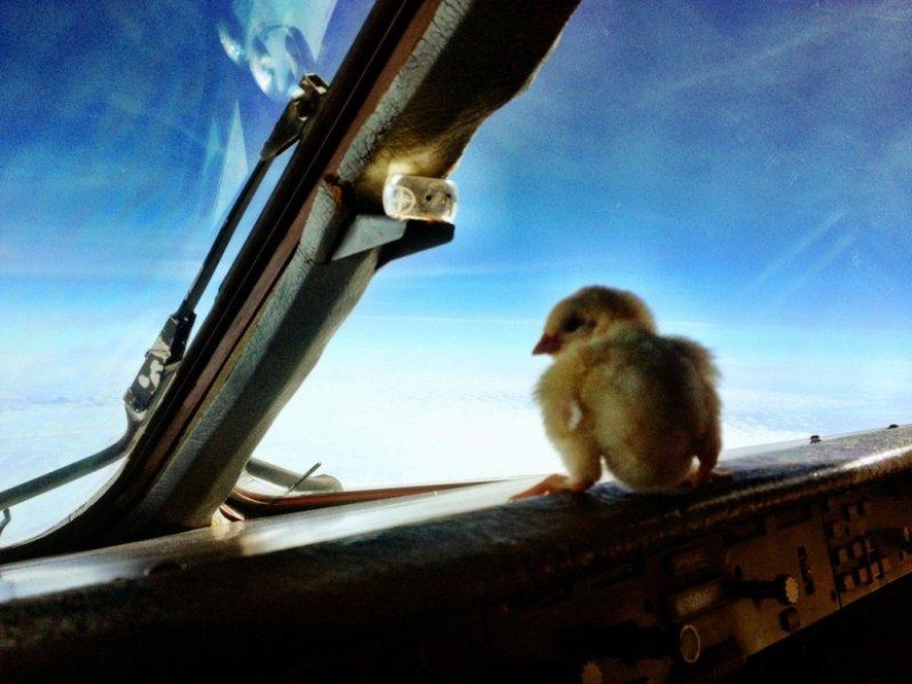 Los pollos aprenden a volar.