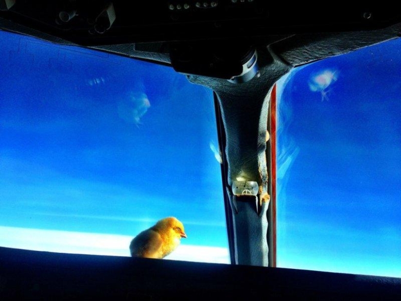 Los pollos aprenden a volar.