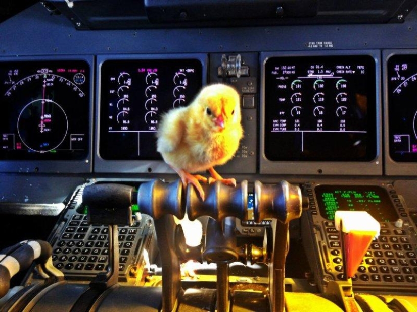 Los pollos aprenden a volar.