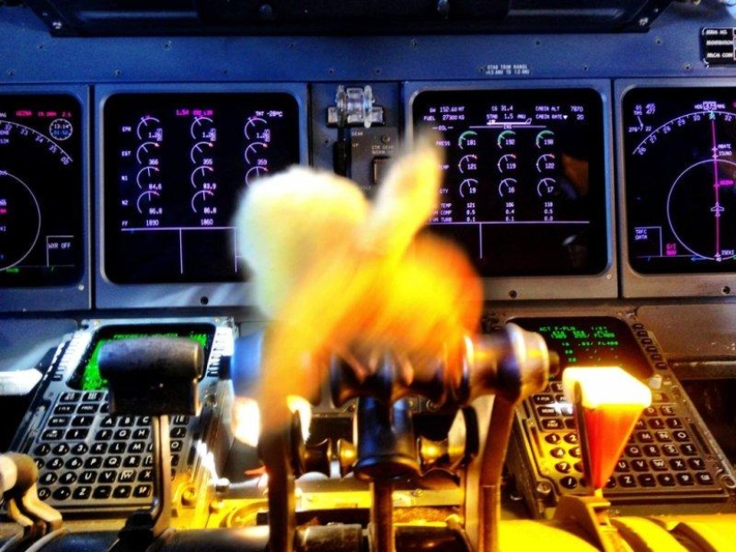 Los pollos aprenden a volar.