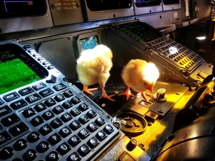 Los pollos aprenden a volar.