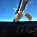 Los pollos aprenden a volar. Los pollos aprenden a volar.