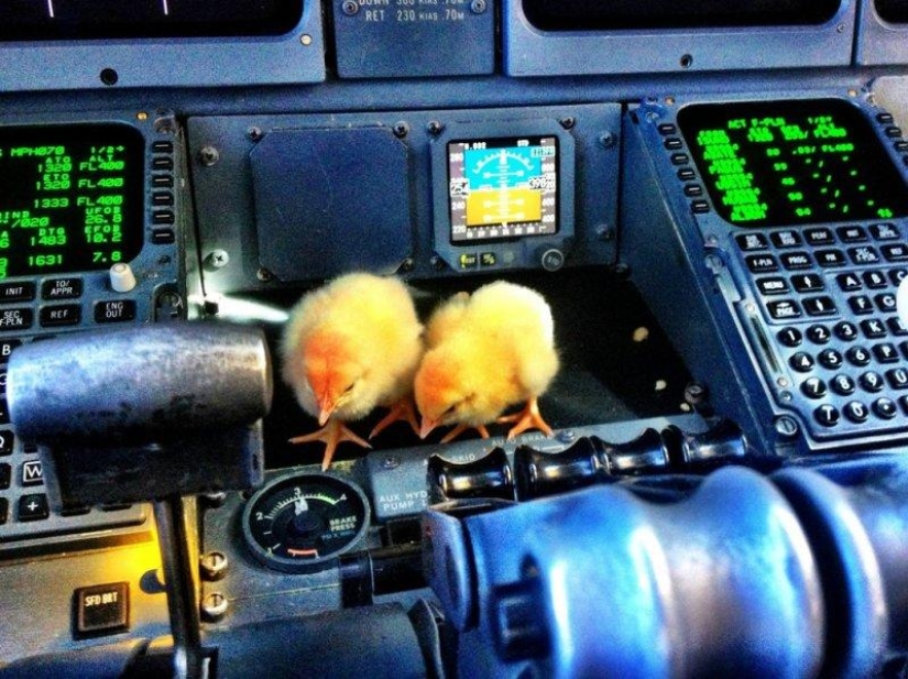 Los pollos aprenden a volar.