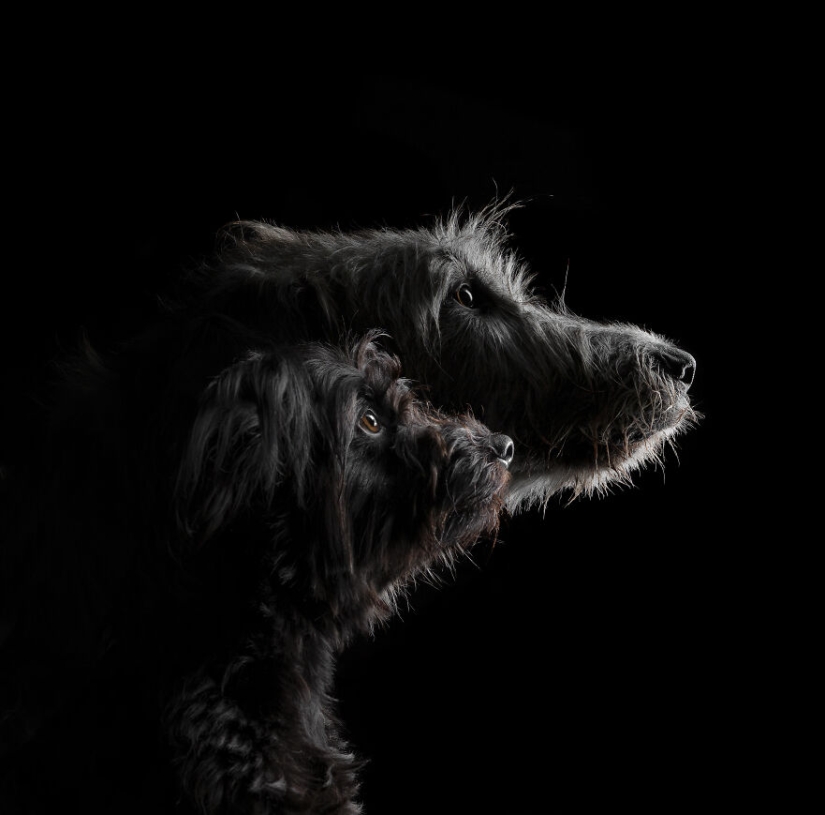 Los premios Dog Photography Awards 2023 han revelado a sus ganadores y finalistas Los premios Dog Photography Awards 2023 han revelado a sus ganadores y finalistas