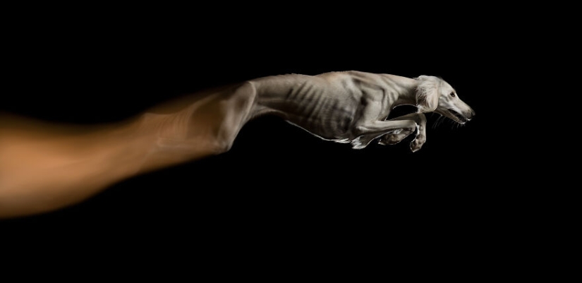 Los premios Dog Photography Awards 2023 han revelado a sus ganadores y finalistas Los premios Dog Photography Awards 2023 han revelado a sus ganadores y finalistas