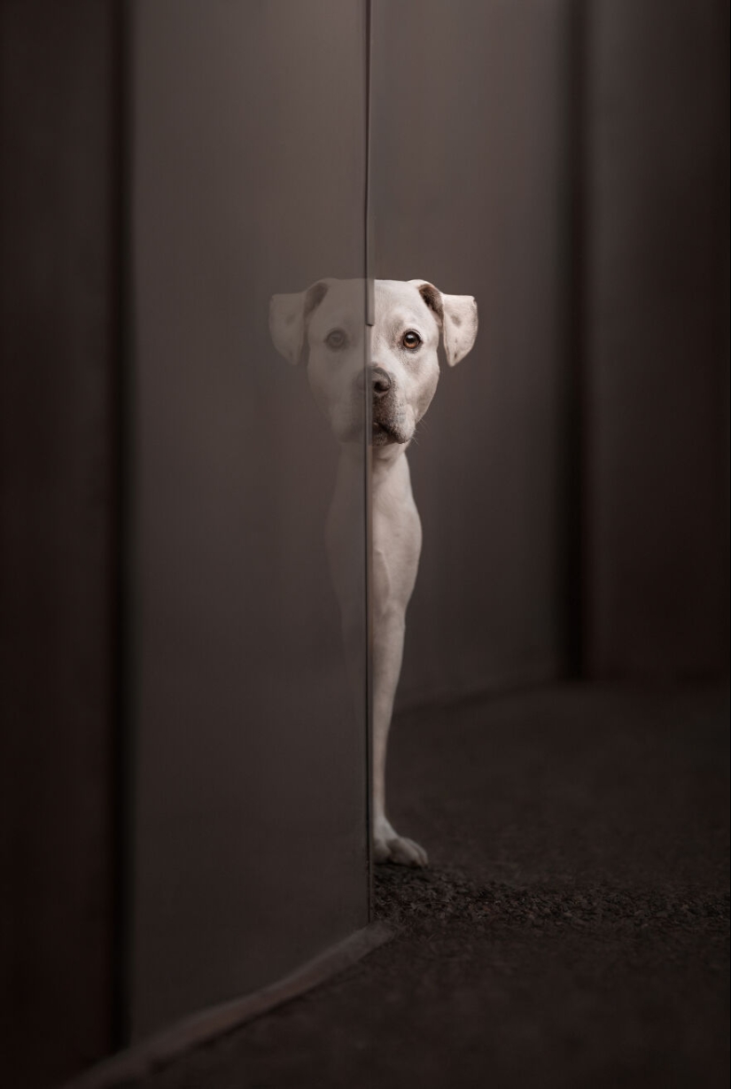 Los premios Dog Photography Awards 2023 han revelado a sus ganadores y finalistas Los premios Dog Photography Awards 2023 han revelado a sus ganadores y finalistas