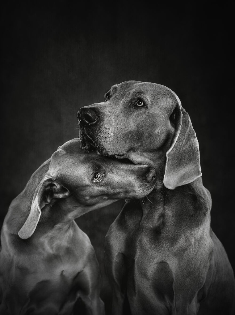 Los premios Dog Photography Awards 2023 han revelado a sus ganadores y finalistas Los premios Dog Photography Awards 2023 han revelado a sus ganadores y finalistas