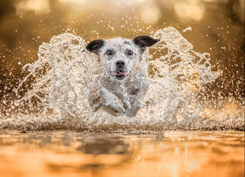 Los premios Dog Photography Awards 2023 han revelado a sus ganadores y finalistas Los premios Dog Photography Awards 2023 han revelado a sus ganadores y finalistas