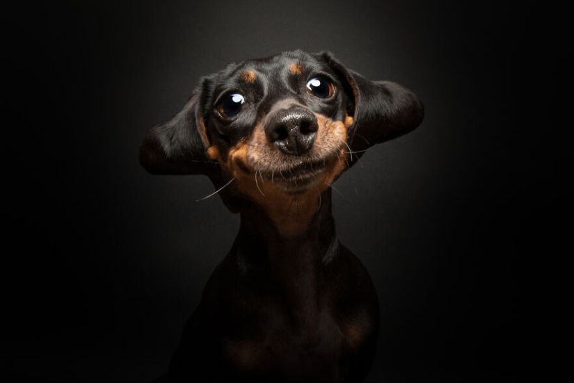 Los premios Dog Photography Awards 2023 han revelado a sus ganadores y finalistas Los premios Dog Photography Awards 2023 han revelado a sus ganadores y finalistas