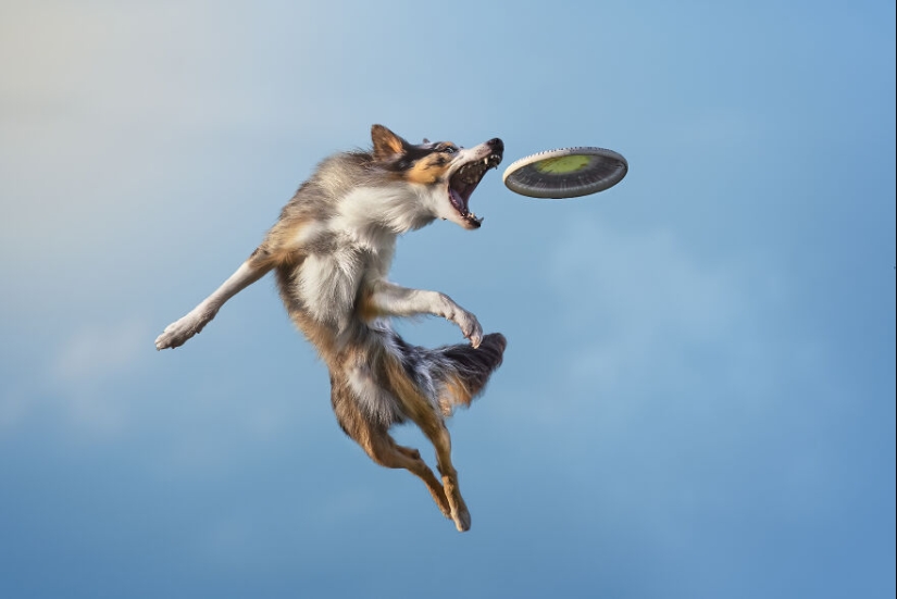 Los premios Dog Photography Awards 2023 han revelado a sus ganadores y finalistas Los premios Dog Photography Awards 2023 han revelado a sus ganadores y finalistas