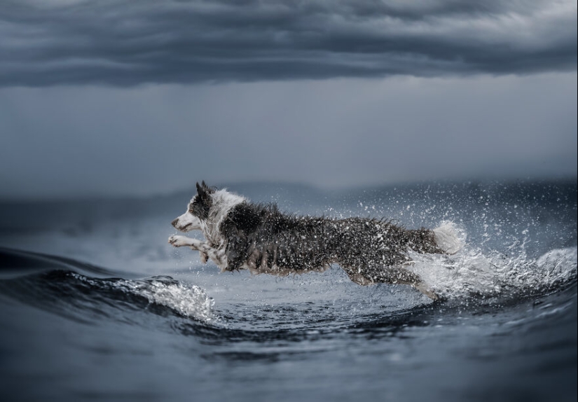 Los premios Dog Photography Awards 2023 han revelado a sus ganadores y finalistas Los premios Dog Photography Awards 2023 han revelado a sus ganadores y finalistas
