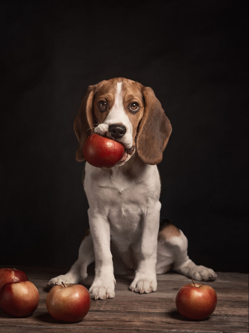Los premios Dog Photography Awards 2023 han revelado a sus ganadores y finalistas Los premios Dog Photography Awards 2023 han revelado a sus ganadores y finalistas