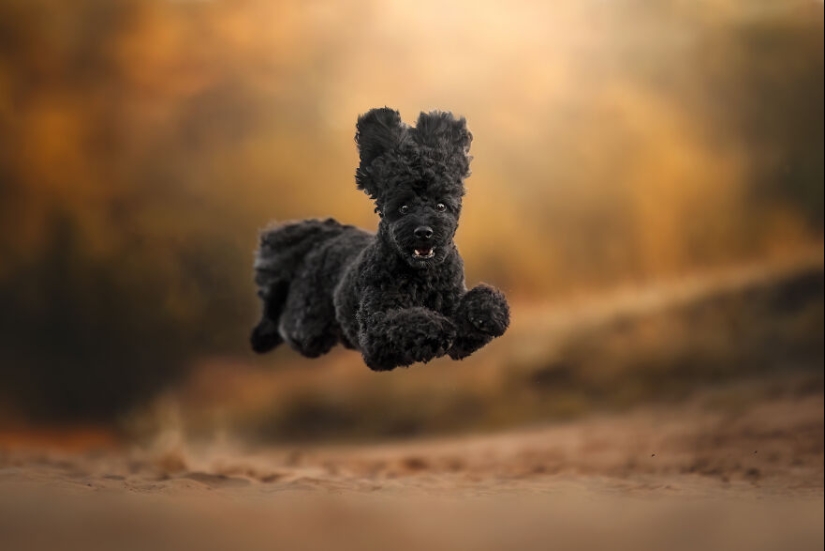 Los premios Dog Photography Awards 2023 han revelado a sus ganadores y finalistas Los premios Dog Photography Awards 2023 han revelado a sus ganadores y finalistas