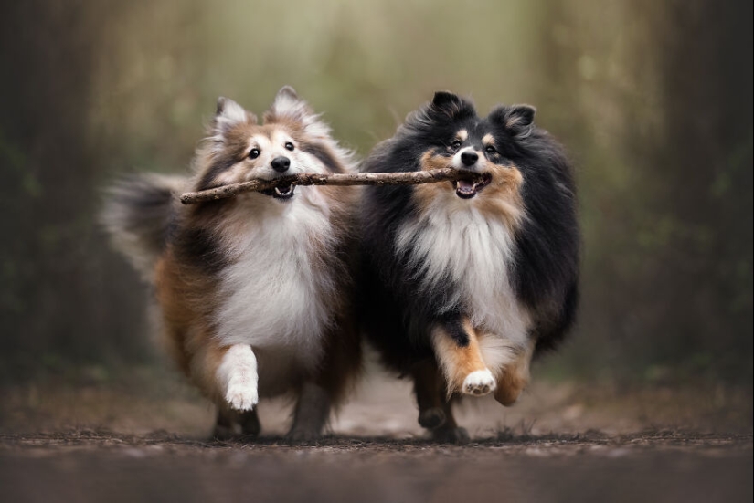 Los premios Dog Photography Awards 2023 han revelado a sus ganadores y finalistas Los premios Dog Photography Awards 2023 han revelado a sus ganadores y finalistas