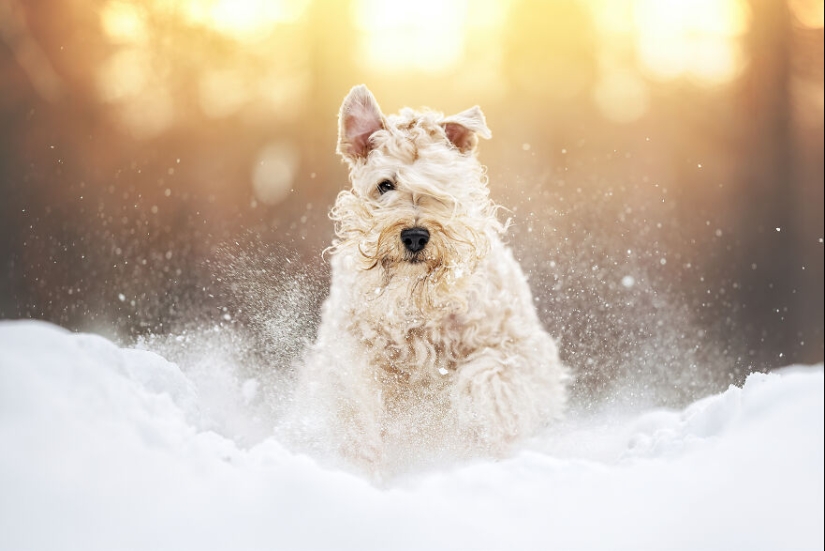 Los premios Dog Photography Awards 2023 han revelado a sus ganadores y finalistas Los premios Dog Photography Awards 2023 han revelado a sus ganadores y finalistas
