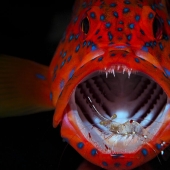 Los Premios Internacionales de Fotografía 2023 han revelado las imágenes de naturaleza ganadoras