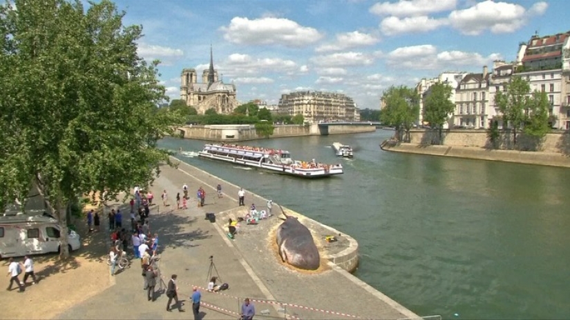 Los residentes de París encontraron una "ballena expulsada" en el terraplén del Sena Los residentes de París encontraron una "ballena expulsada" en el terraplén del Sena