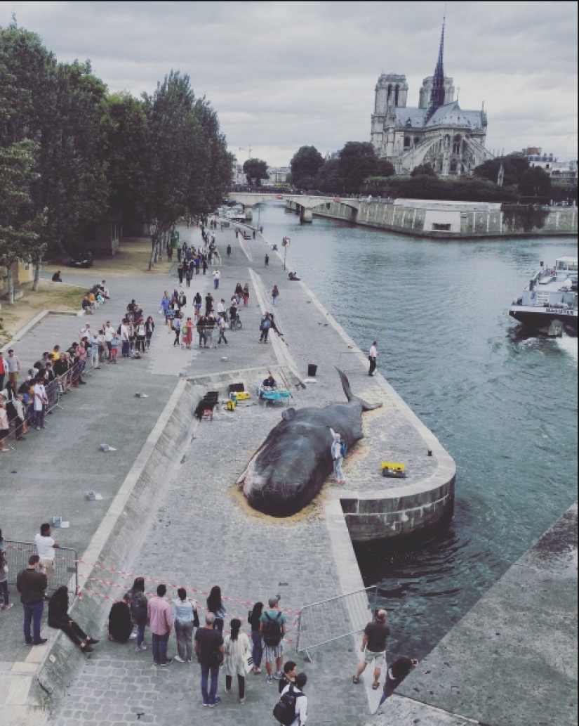 Los residentes de París encontraron una "ballena expulsada" en el terraplén del Sena Los residentes de París encontraron una "ballena expulsada" en el terraplén del Sena
