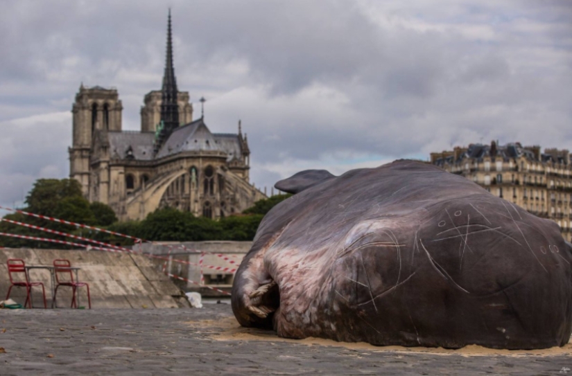 Los residentes de París encontraron una "ballena expulsada" en el terraplén del Sena Los residentes de París encontraron una "ballena expulsada" en el terraplén del Sena