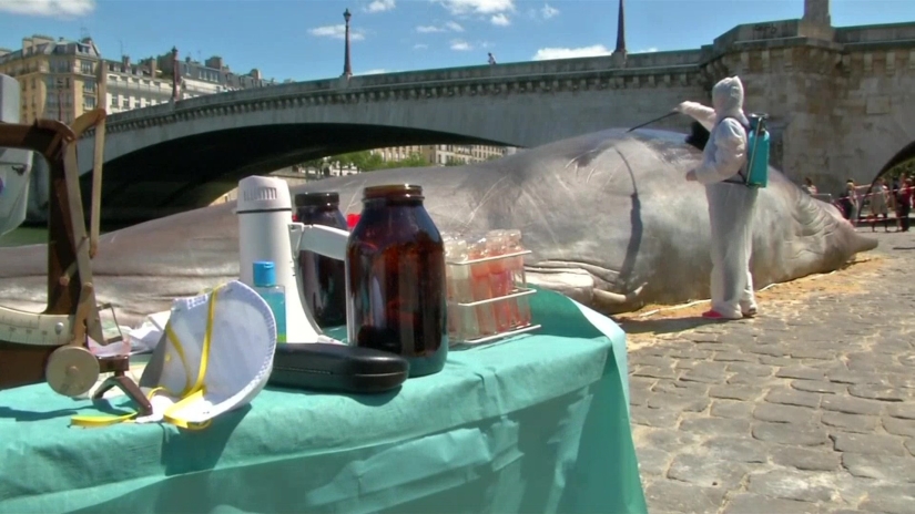 Los residentes de París encontraron una "ballena expulsada" en el terraplén del Sena Los residentes de París encontraron una "ballena expulsada" en el terraplén del Sena
