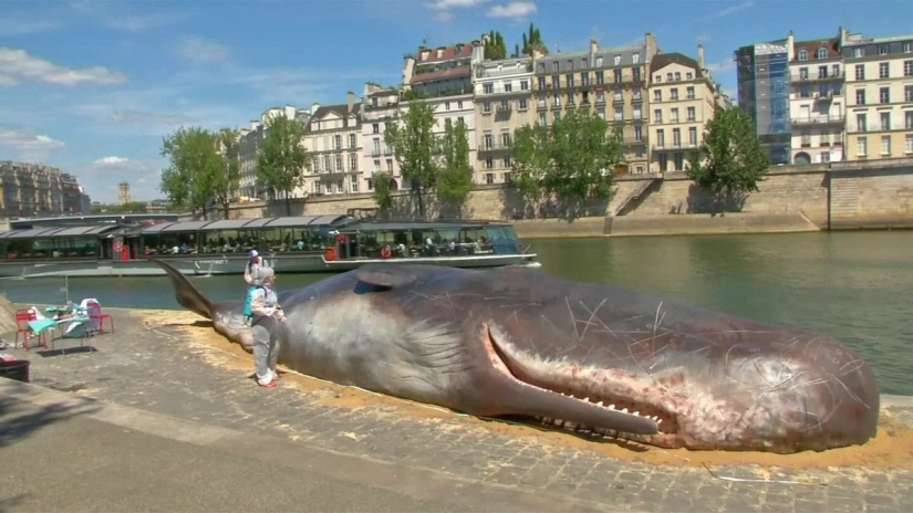 Los residentes de París encontraron una "ballena expulsada" en el terraplén del Sena Los residentes de París encontraron una "ballena expulsada" en el terraplén del Sena