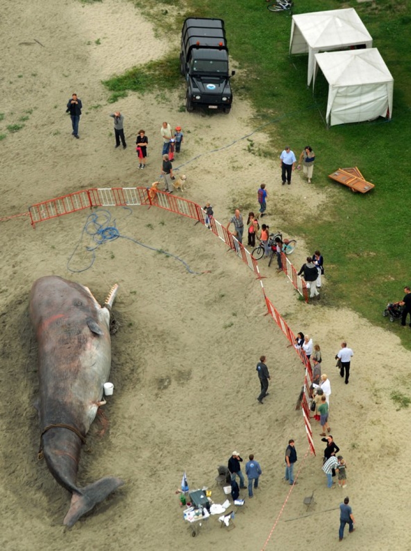 Los residentes de París encontraron una "ballena expulsada" en el terraplén del Sena Los residentes de París encontraron una "ballena expulsada" en el terraplén del Sena