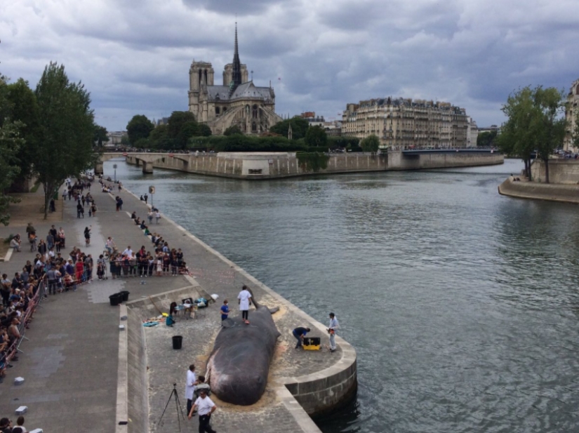 Los residentes de París encontraron una "ballena expulsada" en el terraplén del Sena Los residentes de París encontraron una "ballena expulsada" en el terraplén del Sena