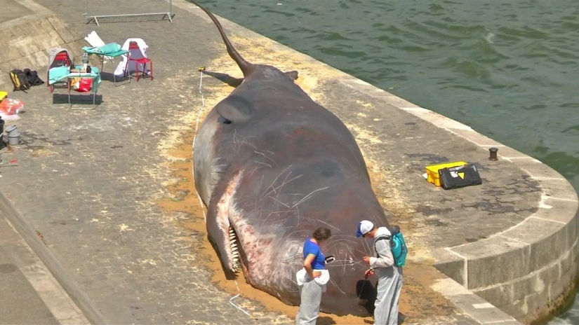 Los residentes de París encontraron una "ballena expulsada" en el terraplén del Sena Los residentes de París encontraron una "ballena expulsada" en el terraplén del Sena