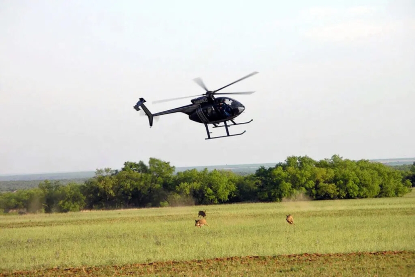 Los súper cerdos canadienses atacaron los estados del norte de los Estados Unidos