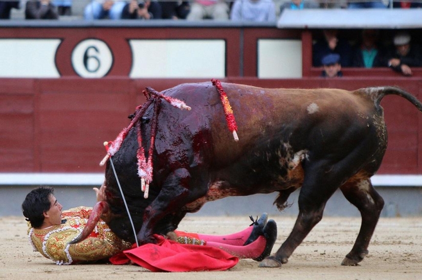 Los toros españoles obtienen una victoria histórica
