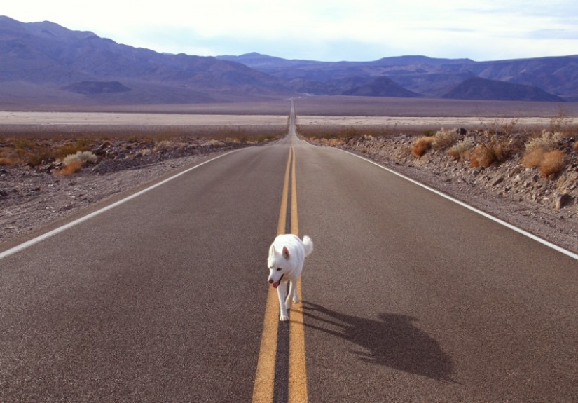Los viajes de John y su lobo husky