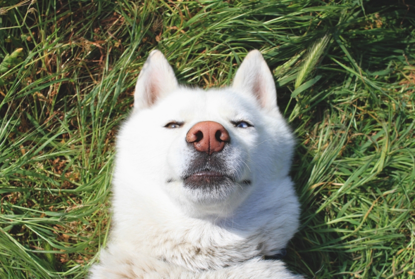 Los viajes de John y su lobo husky