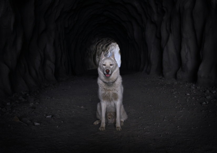Los viajes de John y su lobo husky
