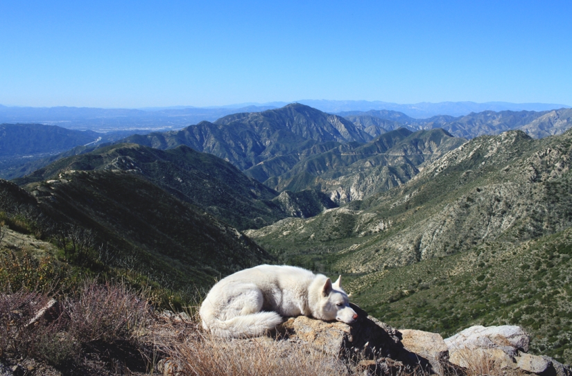 Los viajes de John y su lobo husky