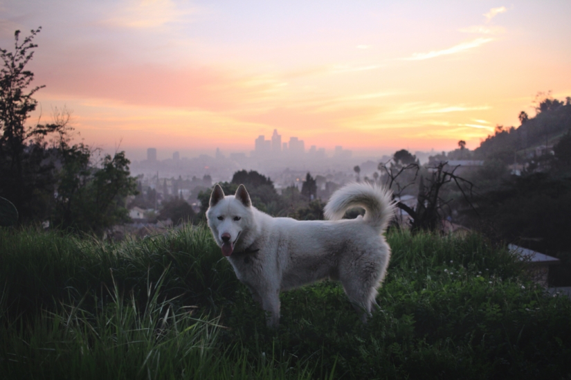 Los viajes de John y su lobo husky