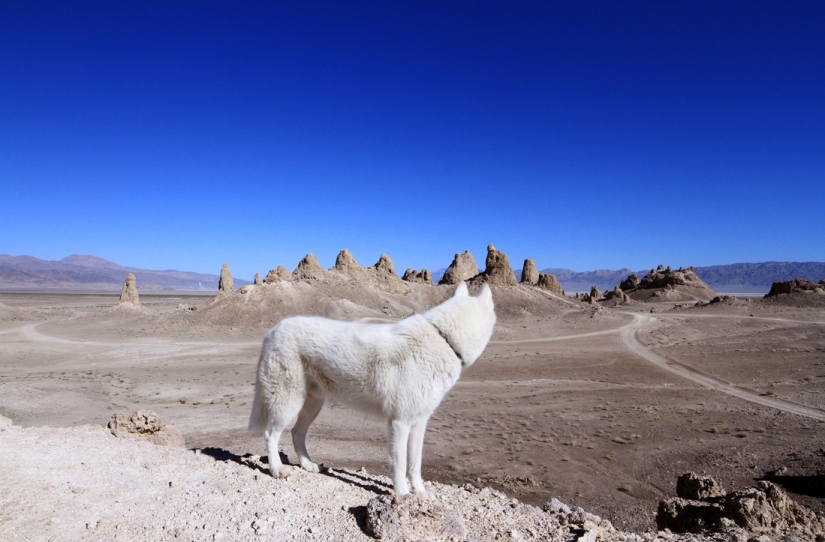 Los viajes de John y su lobo husky