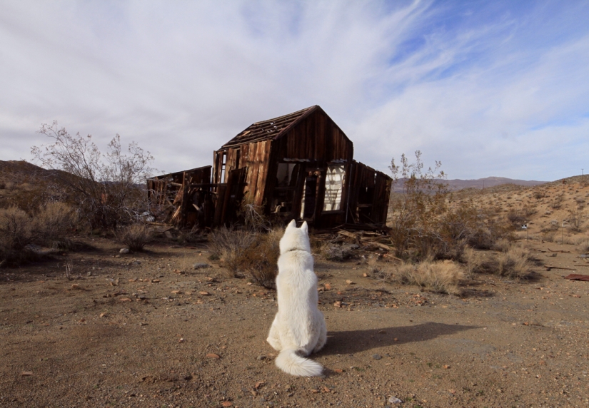 Los viajes de John y su lobo husky