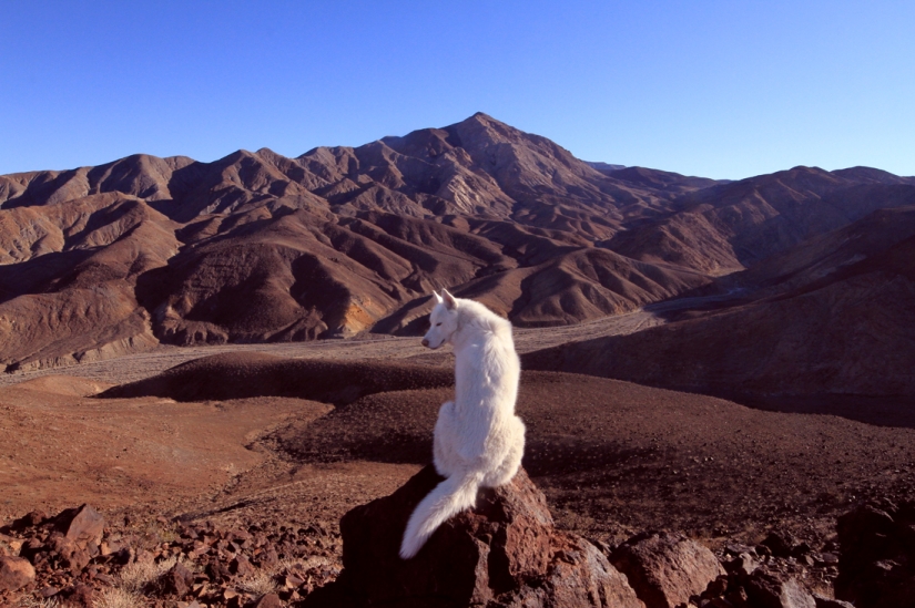 Los viajes de John y su lobo husky
