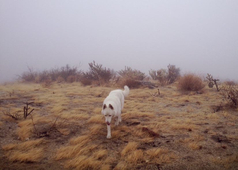 Los viajes de John y su lobo husky
