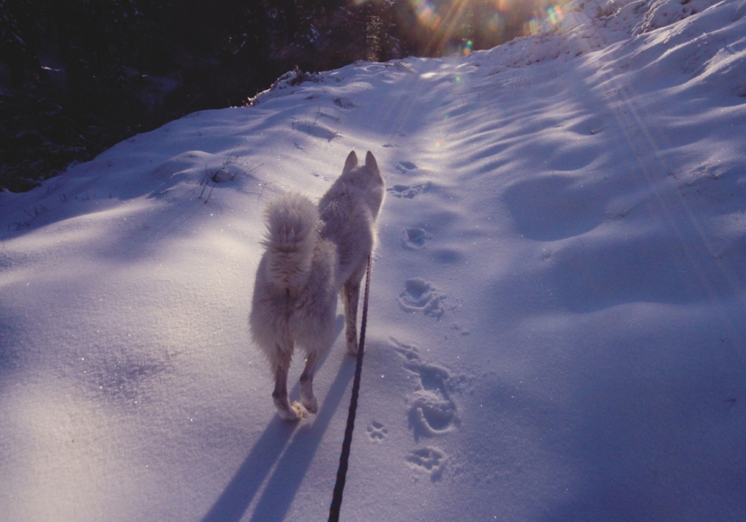 Los viajes de John y su lobo husky