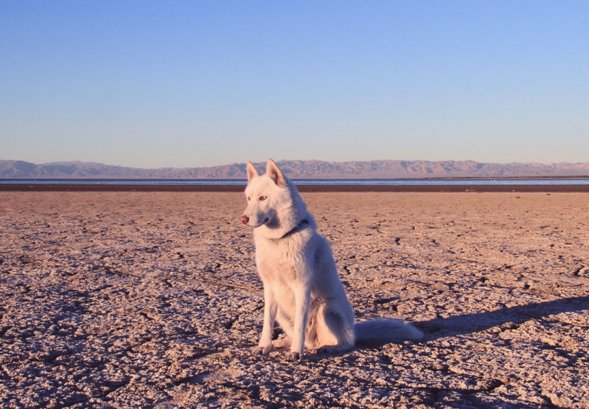 Los viajes de John y su lobo husky