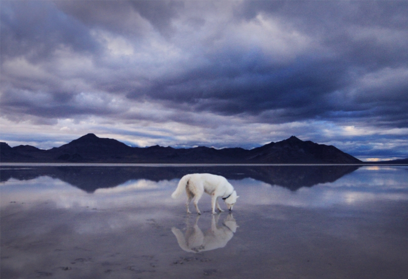 Los viajes de John y su lobo husky