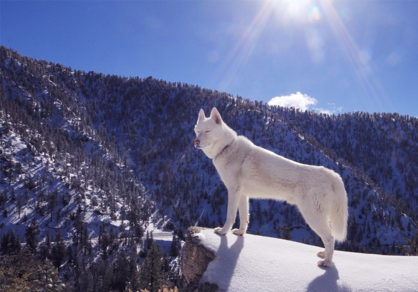 Los viajes de John y su lobo husky