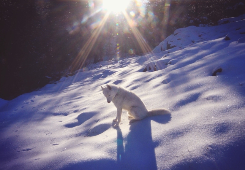 Los viajes de John y su lobo husky
