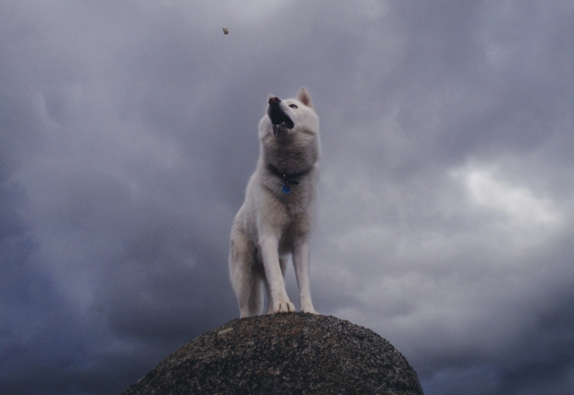 Los viajes de John y su lobo husky